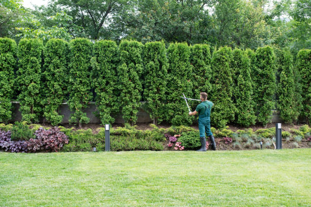 How Our Tree Care Process Works  in  Columbia Falls, MT